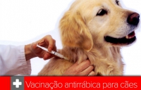 Vacinação Antirrábica na Chamusca