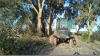 Limpezas e abates de árvores na via pública - Constrangimentos no trânsito