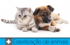 Município alarga campanha de esterilização a animais de companhia domésticos