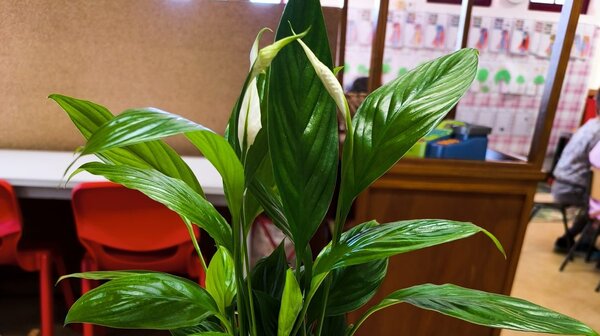 Chamusca Lírio da Paz