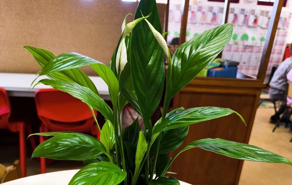 Chamusca Lírio da Paz