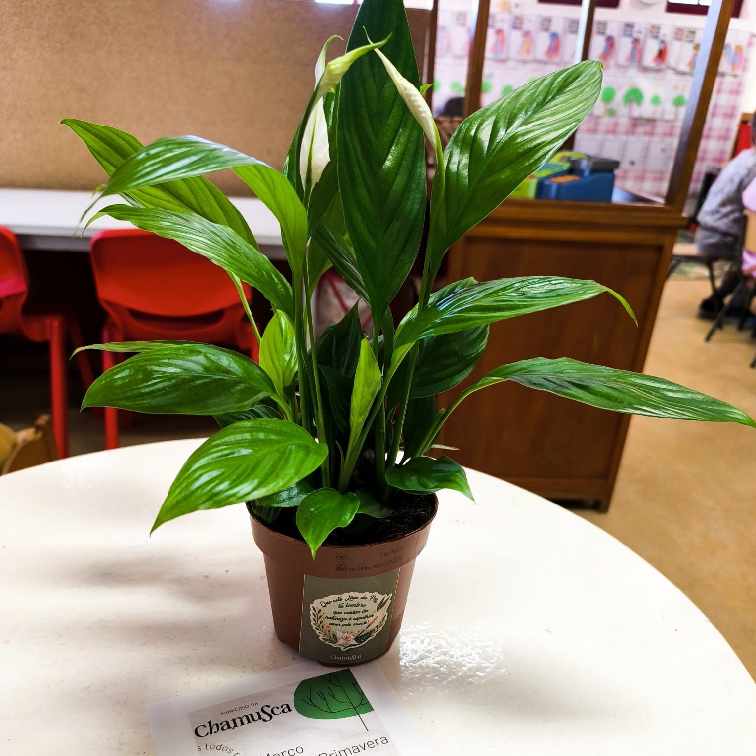 Gabinete Florestal e Serviço de Educação entregam Lírios da Paz às escolas